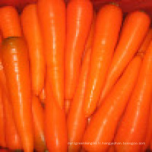 Fournir des carottes fraîches taille S/M en Chine